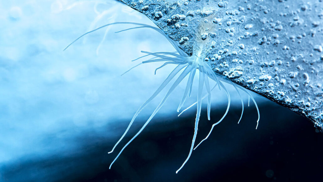 an underwater close-up of an ice anemone attached to the bottom of an ice shelf