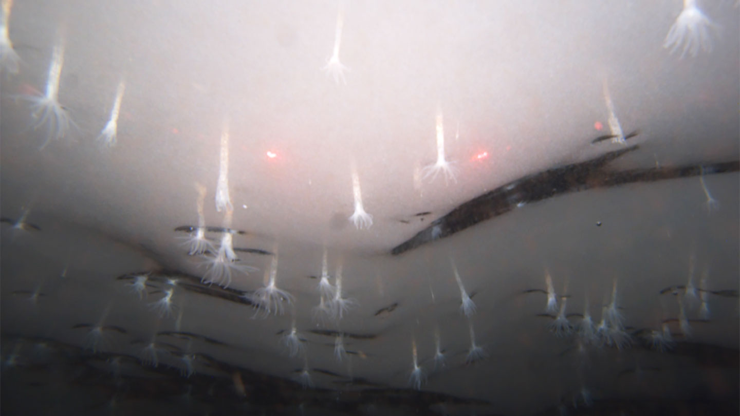 an underwater photo of the bottom of an ice shelf with glowing ice anenomes hanging down from the shelf like frozen fireworks