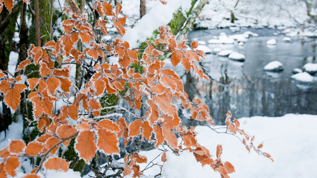 in a snow-covered forest, the frost-covered orange leaves of a beech tree cling to their branches