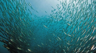 a school of Jack mackerel fish as seen looking up through the water