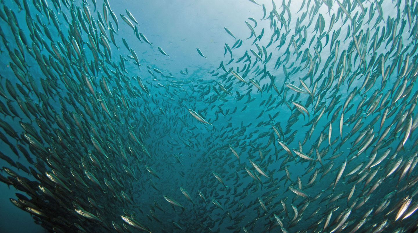 a school of Jack mackerel fish as seen looking up through the water