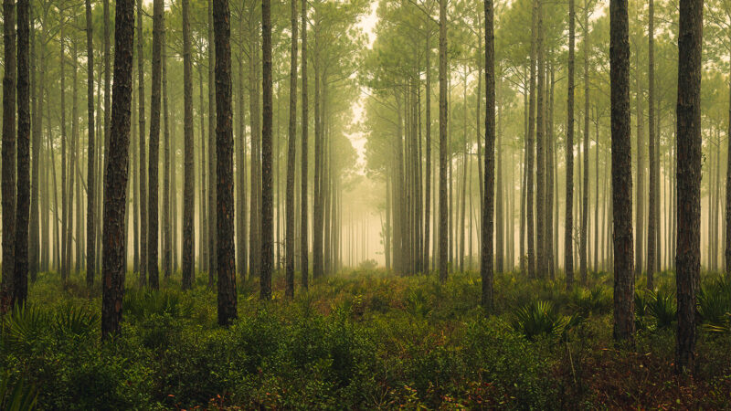 Forests could help detect ‘ghost particles’ from space