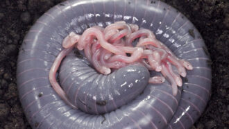 A photograph a ringed caecilian female with gray skin, and her pink-skinned babies wrapped up in her tail