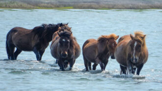 Four brown horses wade in shallow water