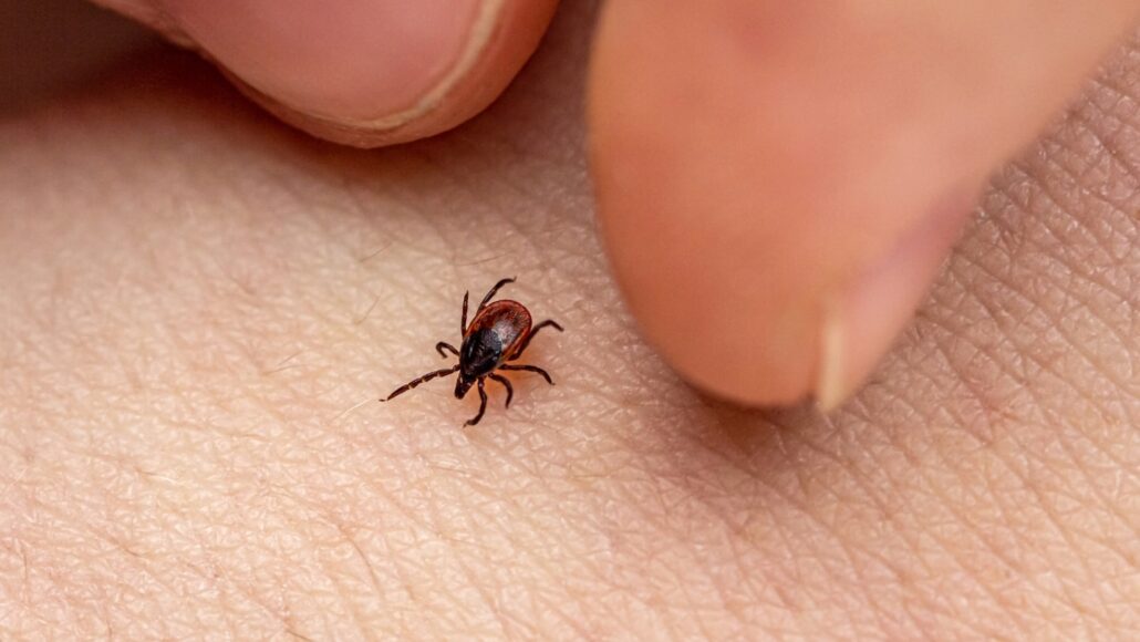 A blacklegged tick with a reddish brown body crawls across white human skin. Two fingers behind the tick look ready to pinch it.