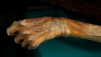 A photo of the preserved remains of Ötzi the Iceman’s left wrist which has visible tattooed lines