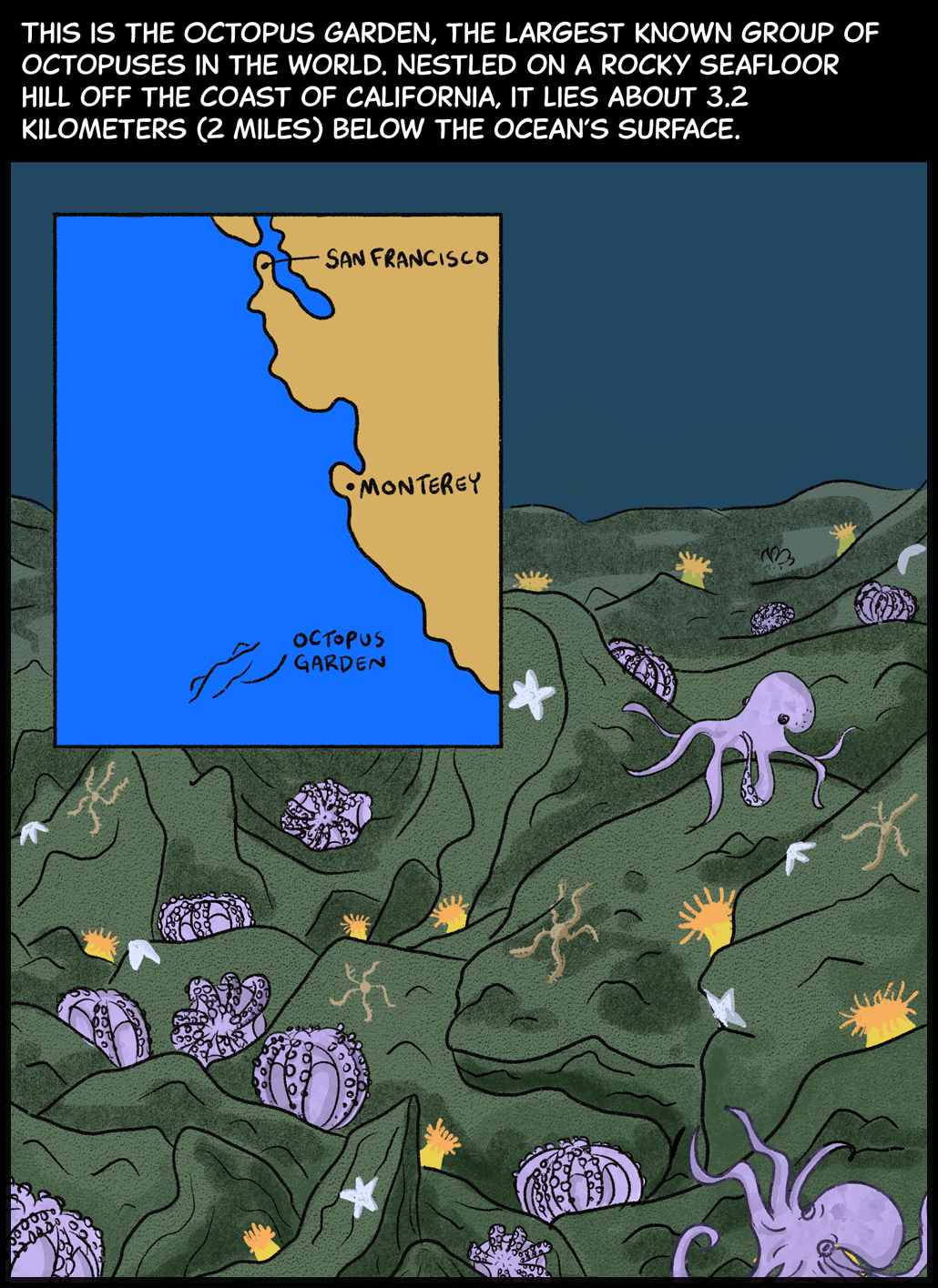 Text (above image): This is the Octopus Garden, the largest known group of octopuses in the world. Nestled on a rocky seafloor hill off the coast of California, it lies about 3.2 kilometers (2 miles) below the ocean’s surface. Image: Purple octopuses, both upright and upside-down with their arms wrapped around their bodies, are scattered across a rocky, bumpy stretch of seafloor. The seafloor is also spotted with yellow anemones, orange sea stars and other critters. Inset: A map shows the location of the Octopus Garden off the coast of California, south of San Francisco and Monterey.