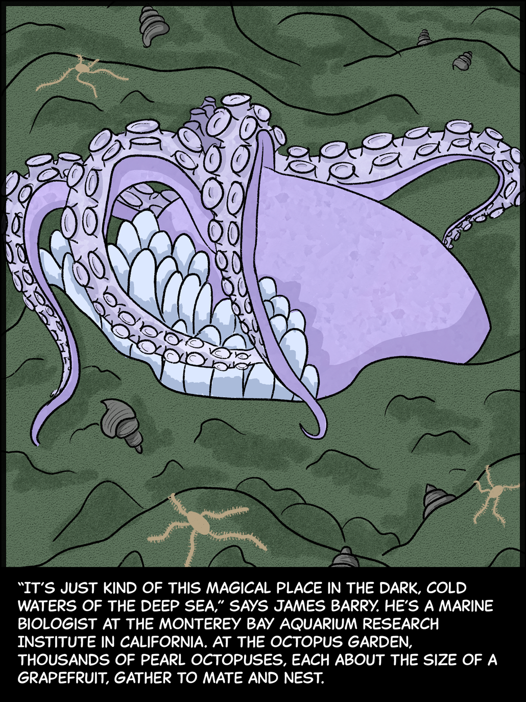 Image: A purple octopus rests upside-down on the seafloor with her arms wrapped around herself and a cluster of white, sausage-shaped eggs beside her. Text (below image): “It’s just kind of this magical place in the dark, cold waters of the deep sea,” says James Barry. He’s a marine biologist at the Monterey Bay Aquarium Research Institute in California. At the Octopus Garden, thousands of pearl octopuses, each about the size of a grapefruit, gather to mate and nest.