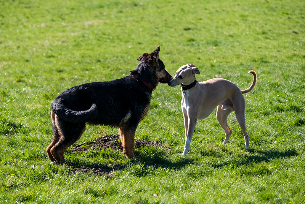 a german sheperd and a whippet are standing nose to nose and wagging their tails