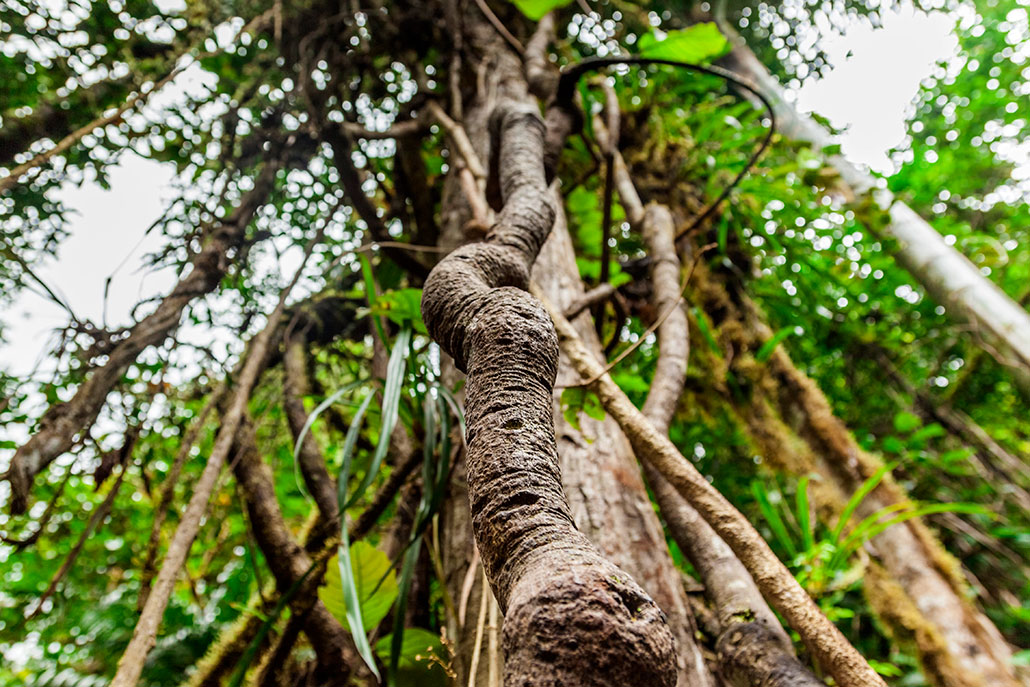 a vine going straight up a tree and into the rainforest canopy