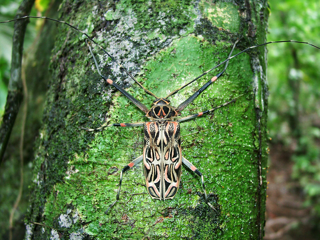 a brightly colored orange and black beetle on a mossy trunk trunk