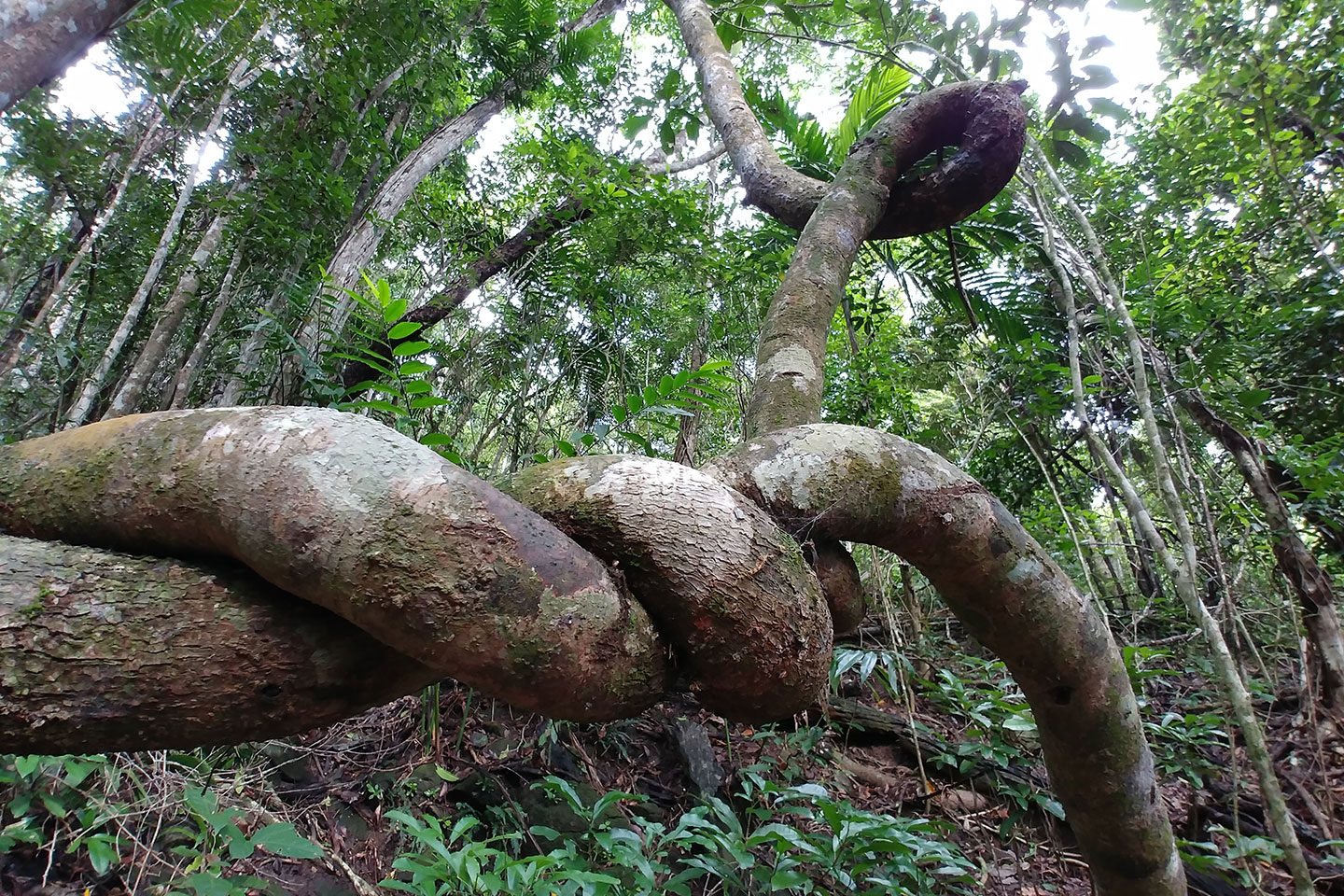 two huge lianas twist around each other horizontally across the image and then up into the canopy