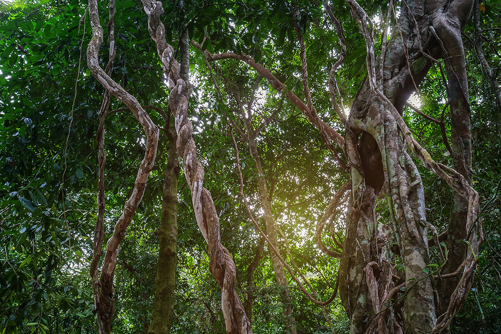 tangles of lianas in a rainforest