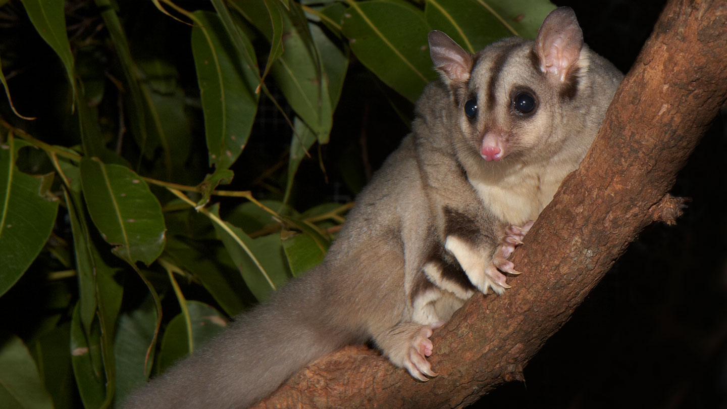 a photo of a mahagony glider (a small fuzzy marsupial) clutching a branch