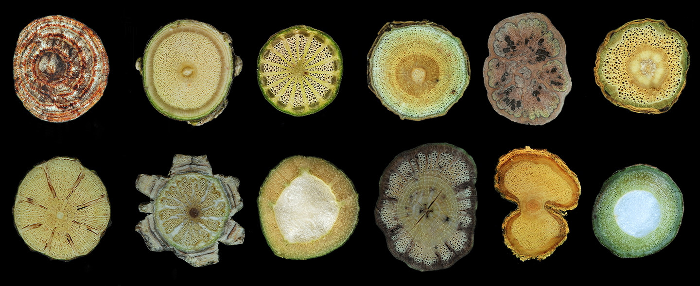 a composite image showing 12 cross sections of woody lianas; some are round with circular layers of xylem and phloem, others have patterns that radiate outward from the center, others have a very irregular shape
