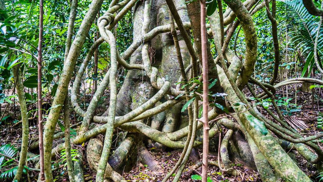 a photo of the base of a huge tree wrapped in multiple thick woody vines climbing up it and out of the image frame