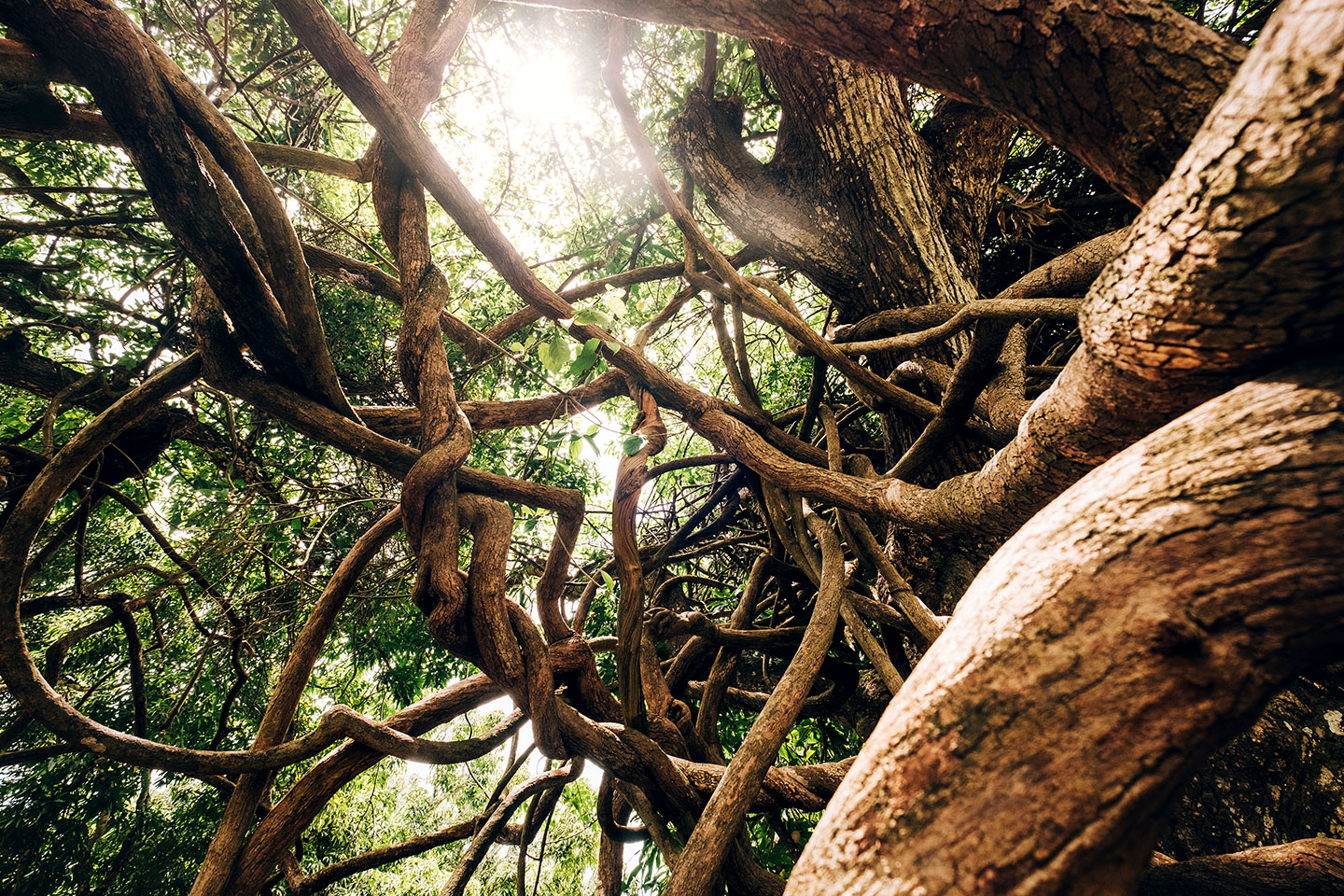 lianas corkscrew their way up a tree trunk and each other