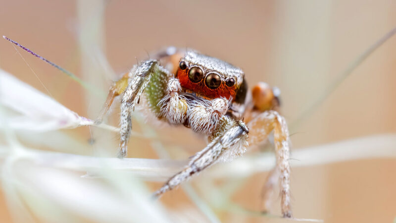 Male fiery-haired paradise jumping spiders looks at the camera. He has a bright red face and green legs.