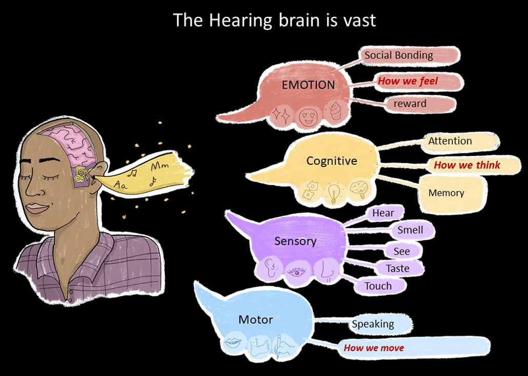an illustration showing how sound is experience in different parts of the brain