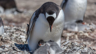 an adult penguin tilts its head down over the two penguin chicks huddled against its body near its feet