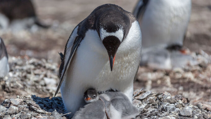 an adult penguin tilts its head down over the two penguin chicks huddled against its body near its feet
