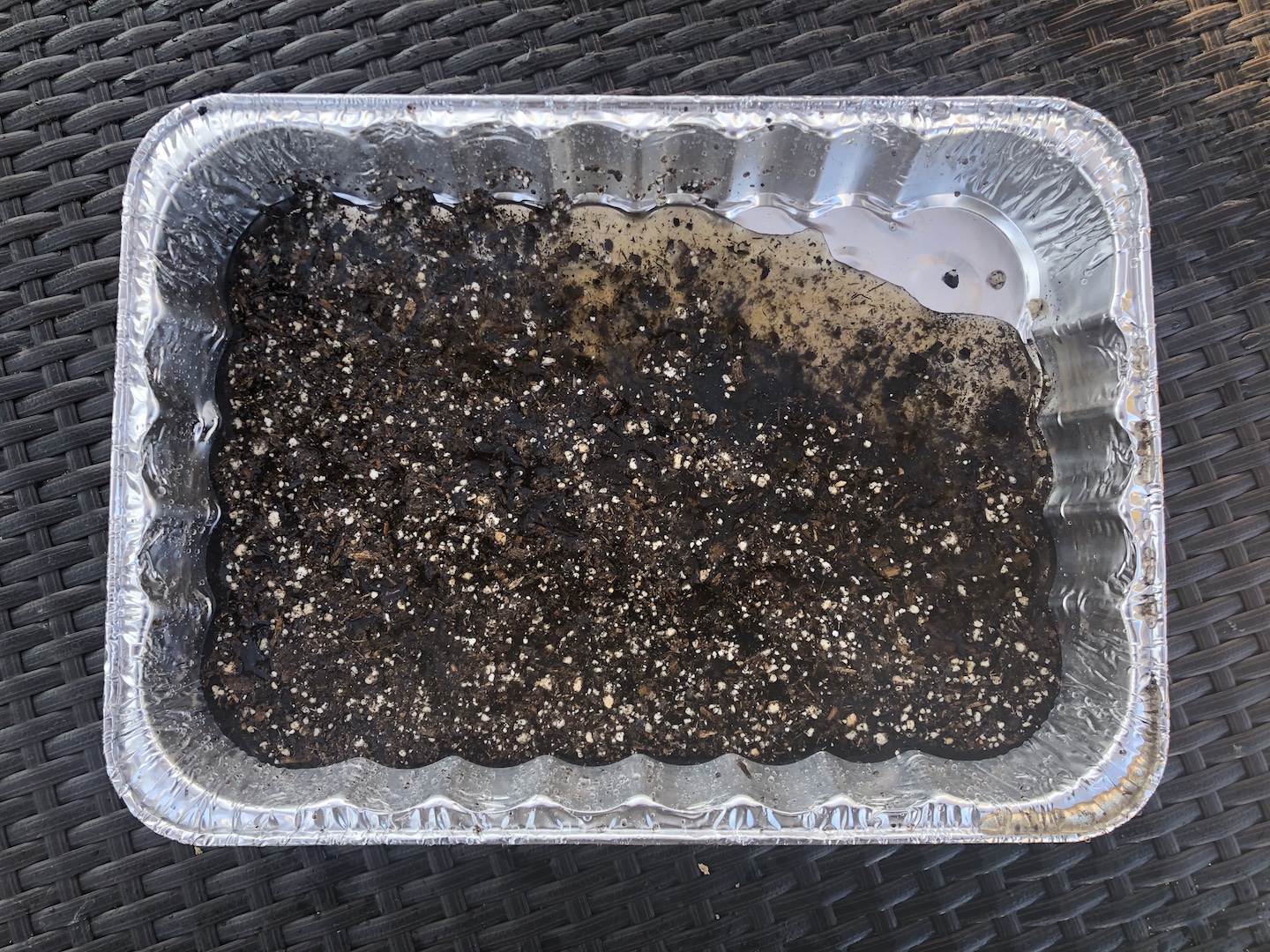 Cake pan filled with soil and water