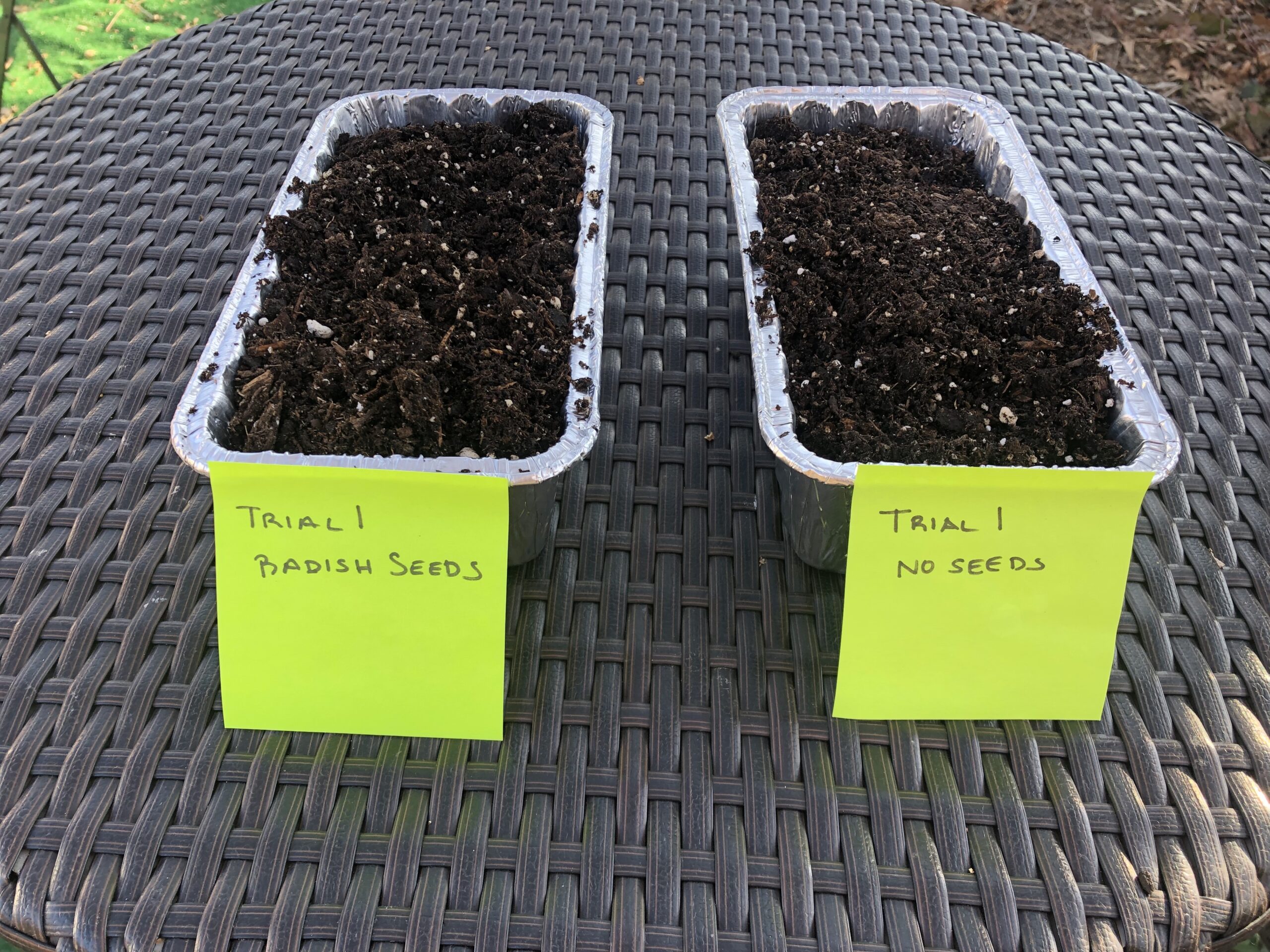 two bread pans filled with soil; one labeled "trial 1: radish seeds" and the other labeled "trial 1: no seeds"