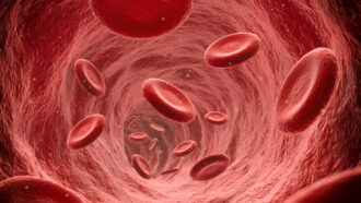 an illustration of the inside of a blood vessel, with blood cells floating through it