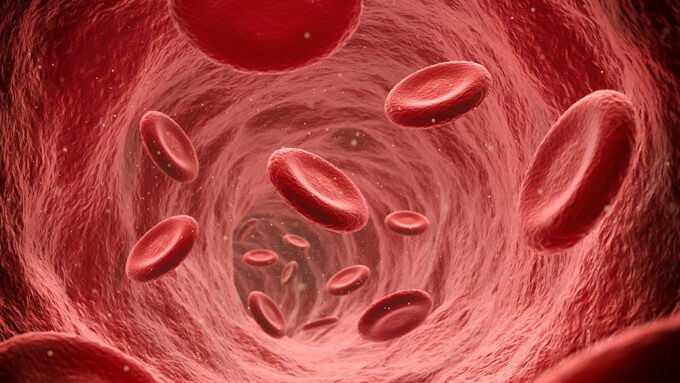 an illustration of the inside of a blood vessel, with blood cells floating through it