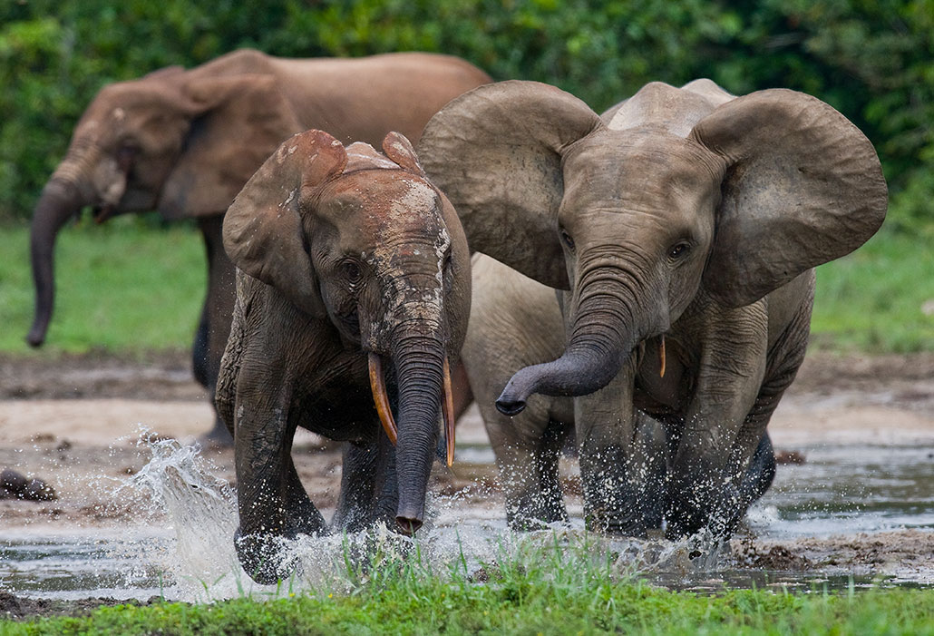 elephants splashing in a shallow pool of water
