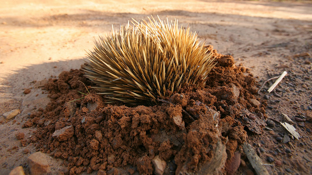 only the rounded and spiky back of this echidna can be seen, the rest is buried under the dirt