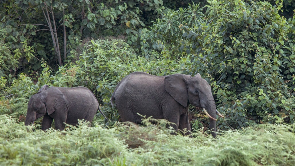 A young elephant and an adult elephant foraging in a lush green forest