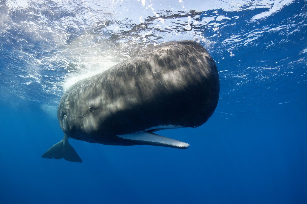 a sperm whale swimming just under the surface of the water