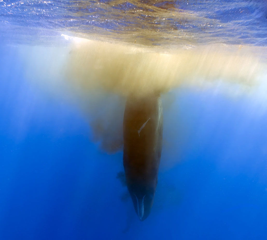 a sperm whale at the surface of the water is pointed downwards and preparing to dive by releasing a cloud of poop into the water