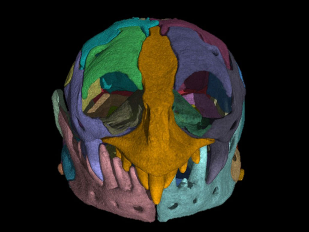 a CT scan showing the skull of a Zygaspis quadrifrons worm-lizard, the different bones are different colors