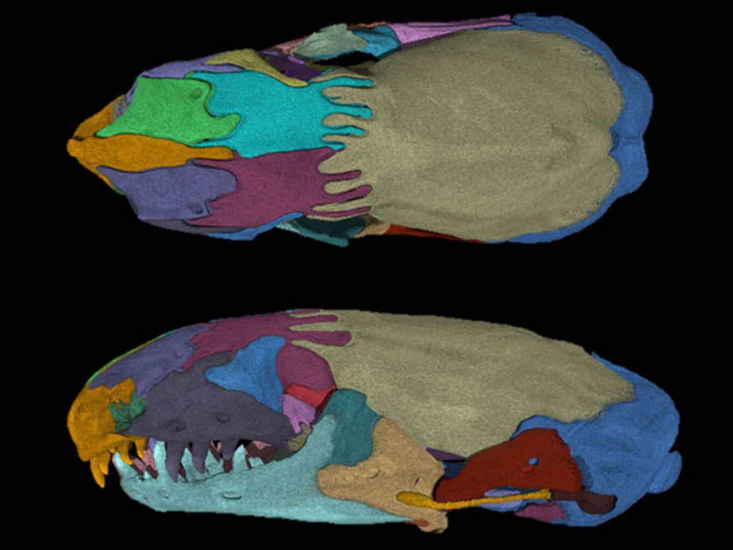 A composite image showing CT scans of a worm-lizard skull from the top down and side
