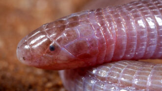 a close-up of a worm-lizard's head resting on a body coil. It has scaly skin and black eye spot