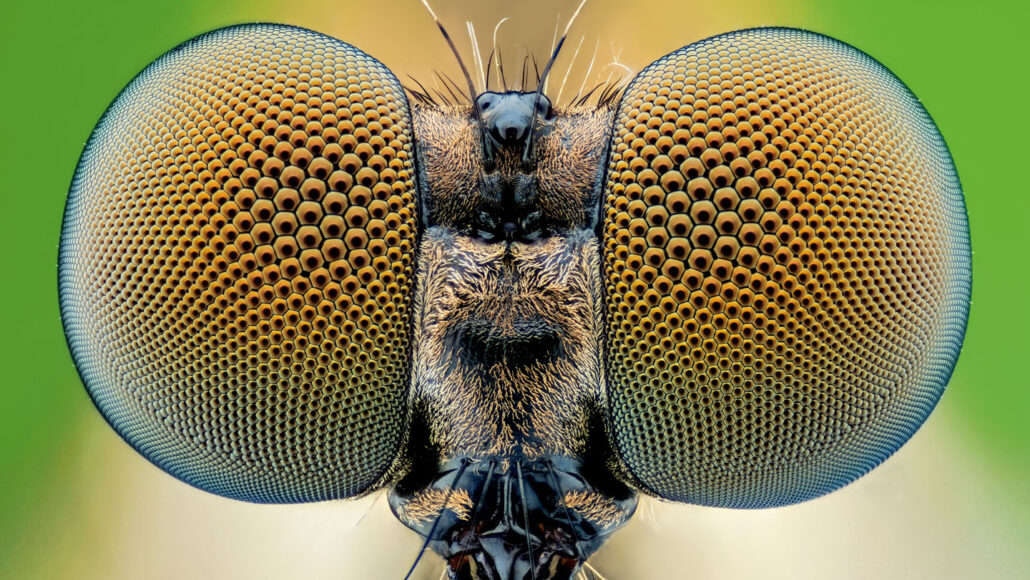 a close-up view of a fly's head shows its two giant eyes made up of many smaller components, similar to the many tiny facets that make up the outside of a disco ball