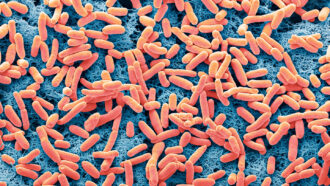 a cluster of orange blobs that look sort of like baby carrots stand out against a blue background