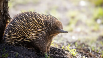 a short beaked echidna, spiky on top and furry on the bottom - it resembles a hedgehod with an elongated nose