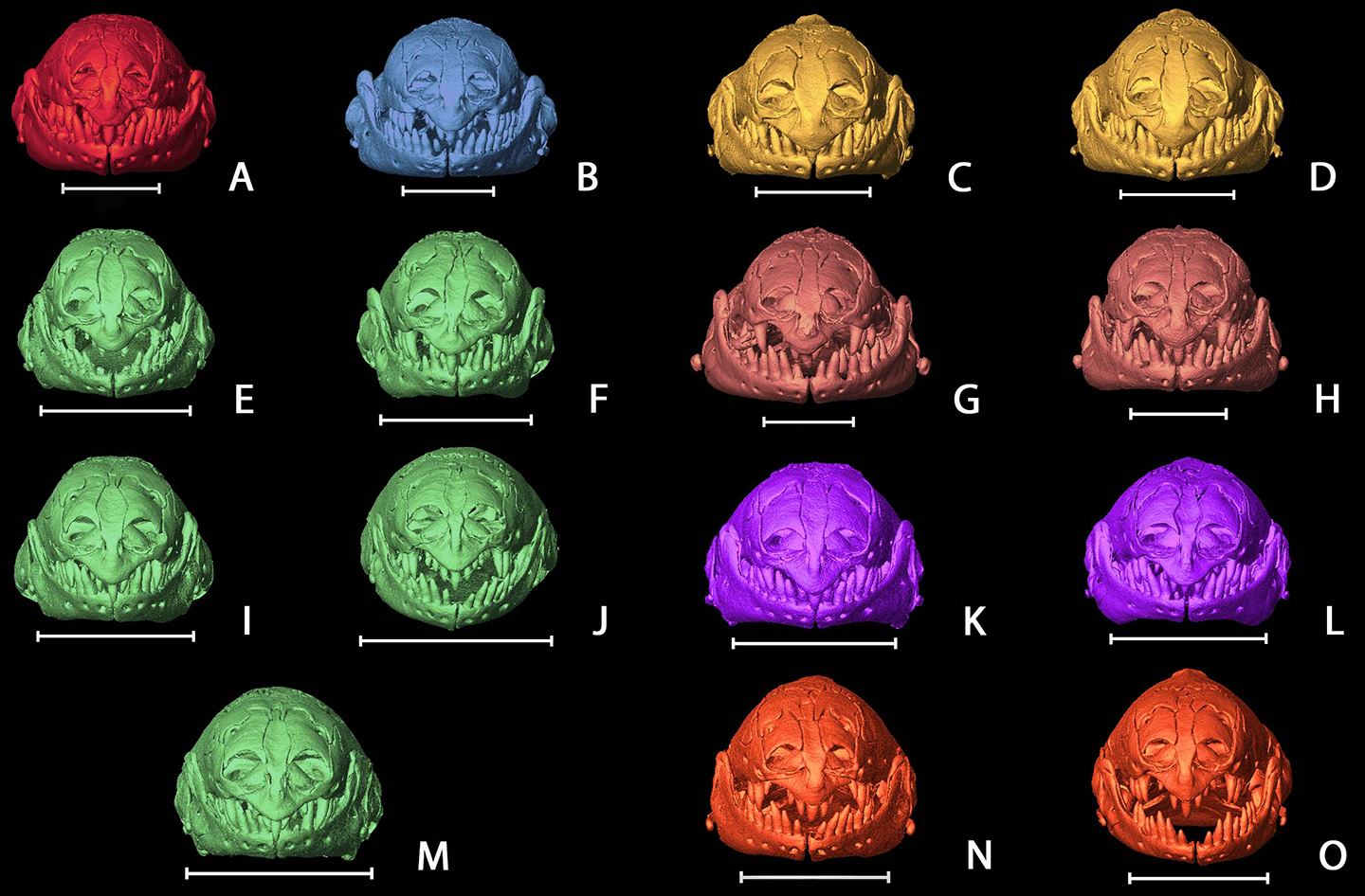 a composite images showing 15 CT scans of different worm-lizard skulls, showing the variety of skull structures