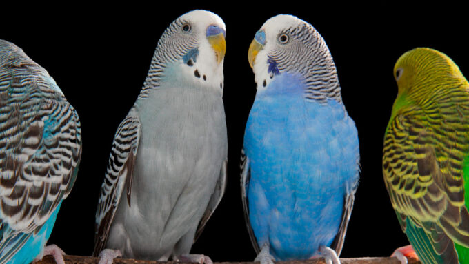 Colorful small parrots called budgerigars or parakeets, one gray and one blue, sit next to each other.