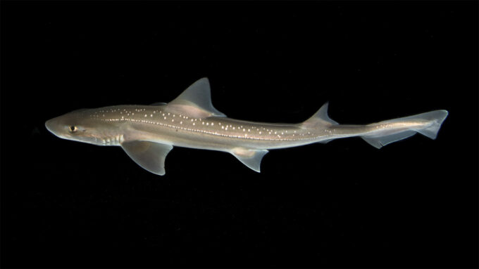 A grayish-brown shark with white spots along it's back swims across a black background.