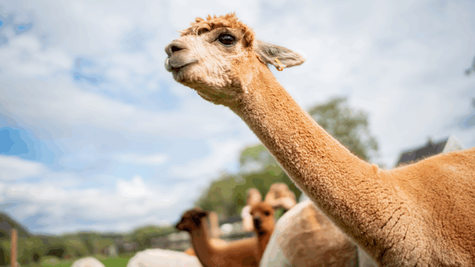 a brown llama is stretching its neck out to look at something off camera, behind it are other ungulates