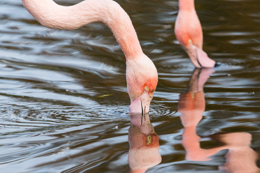 Close up of a pair of preening Chilean flamingos in the water.