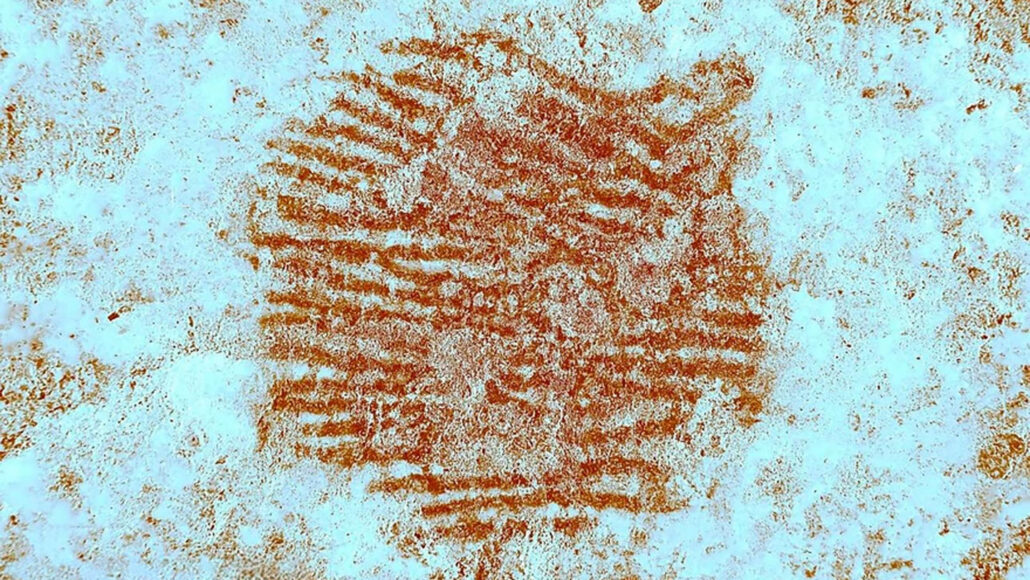 image of red fingerprint from a Neandertal