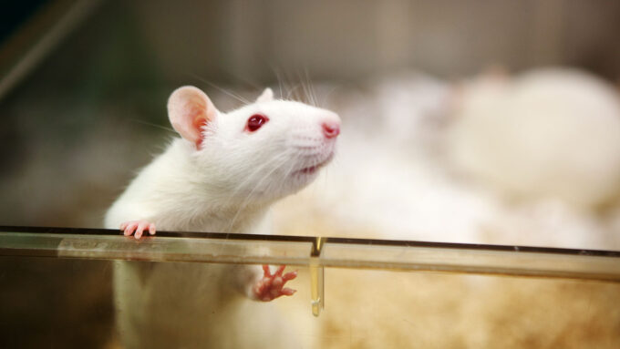 a white lab rat stands and peers out of a plastic enclosure