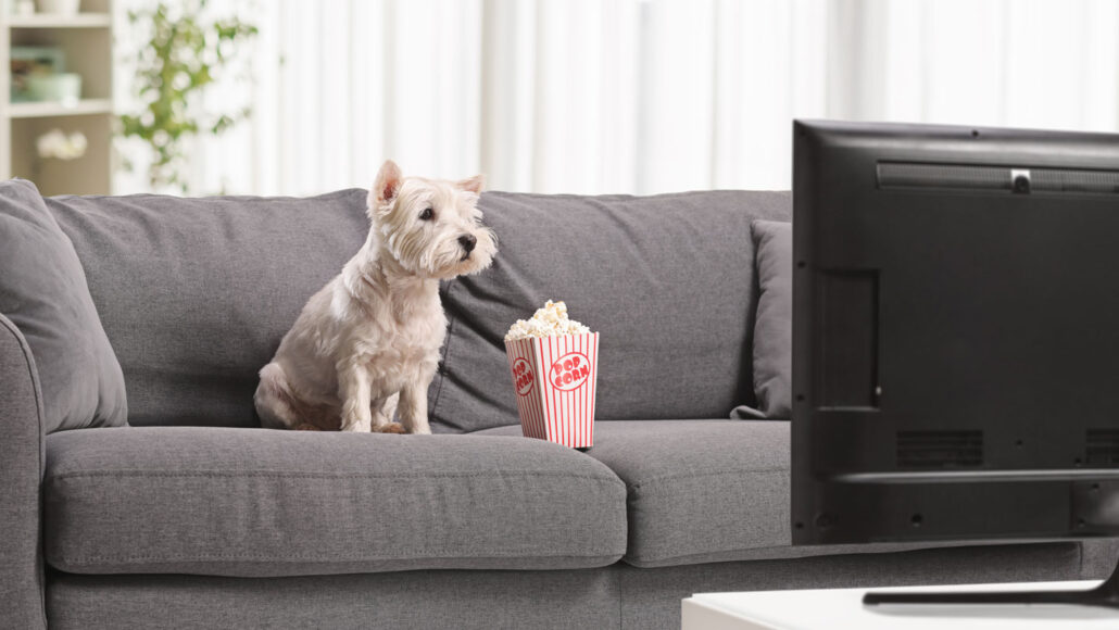 A small white dog sits on a gray couch facing the TV, with a small box of popcorn next to it
