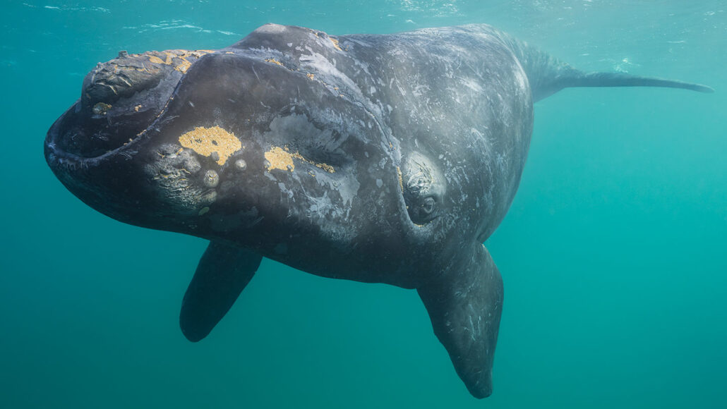 a photo of a right whale underwater