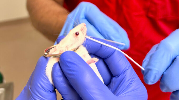 A researcher wearing purple nitrile gloves flosses the lower incisors of a mouse with floss coated with a vaccine. A second researcher, also wearing purple gloves, holds the mouse by the scruff of its neck. The mouse's head is also looped through a metal key ring, with part of the ring supporting its lower jaw.